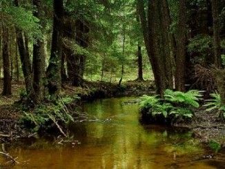 Rzeka w lesie