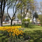 foto: Sokołów miastem tulipanów - MG 4956 150x150