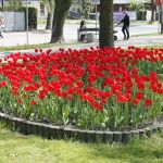 foto: Sokołów miastem tulipanów - MG 4958 150x150