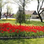 foto: Sokołów miastem tulipanów - MG 4961 150x150