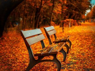 diw pusty ławki w jesiennym parku, zasypanym kolorowymi liśćmi; zdjęcie ilustracyjne