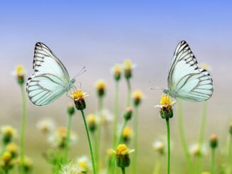 dwa motyle na kwiatkach - zdjęcie ilustracyjne