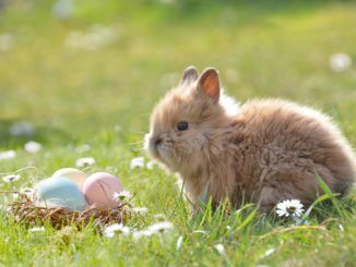 królik i pisanki na łące - zdjęcie ilustracyjne