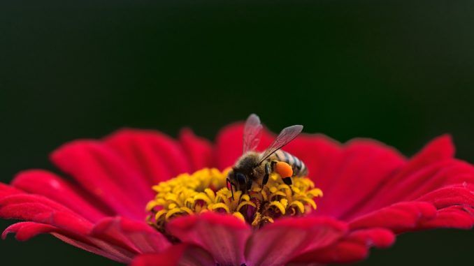 pszczoła na czerwonym kwiatku