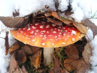 obrazek ilustracyjny: leśny grzyb przysypany śniegiem